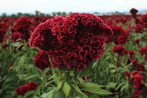 Celosia argentea (Cockscomb)