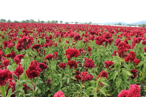 Celosia argentea (Cockscomb)