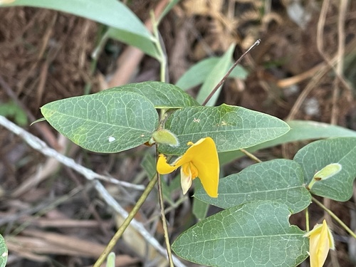 Platylobium formosum (Handsome Flat Pea) (alternate view 9)