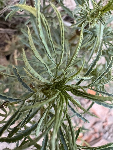 Tagetes minuta (wild marigold)