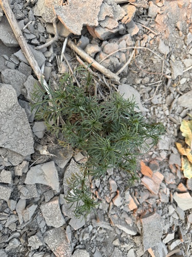 Tagetes minuta (wild marigold) (alternate view 2)