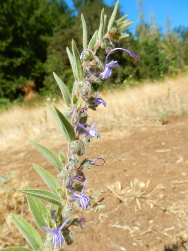 Trichostema lanceolatum (Vinegar Weed)