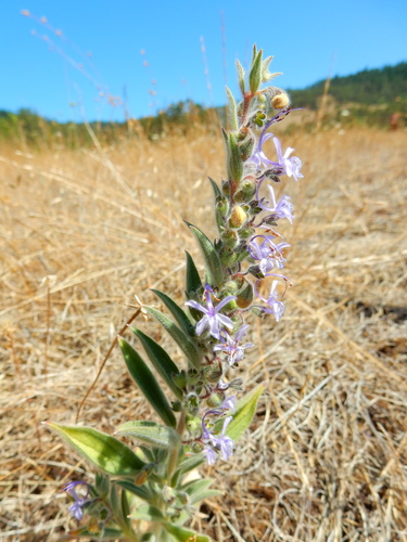 Trichostema lanceolatum (Vinegar Weed) (alternate view 2)