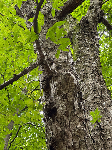 Acer triflorum (Three-flower Maple)