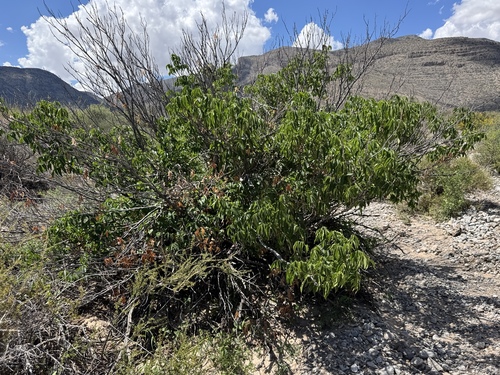 Ungnadia speciosa (Mexican buckeye) (alternate view 2)