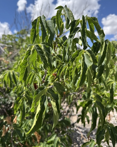 Ungnadia speciosa (Mexican buckeye) (alternate view 3)