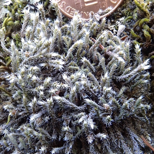 Hedwigia (Hoarmosses) (alternate view 2)