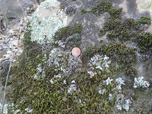 Hedwigia (Hoarmosses) (alternate view 3)