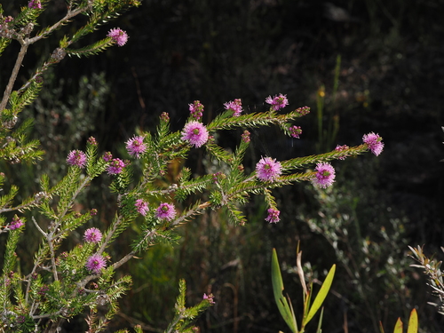 Melaleuca squamea (swamp honey-myrtle) (alternate view 3)