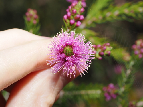 Melaleuca squamea (swamp honey-myrtle) (alternate view 4)