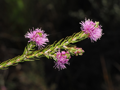 Melaleuca squamea (swamp honey-myrtle)