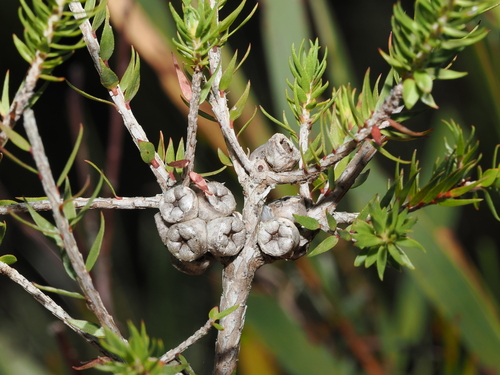 Melaleuca squamea (swamp honey-myrtle) (alternate view 2)