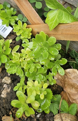 Sedum kimnachii (Kimnach's Stonecrop) (alternate view 3)