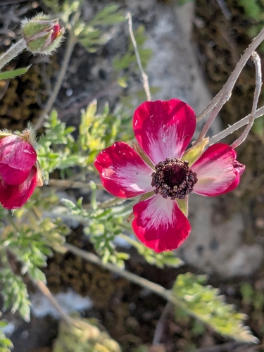 Ranunculus asiaticus (Persian Buttercup)