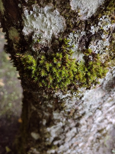 Pulvigera (alternate view 7)