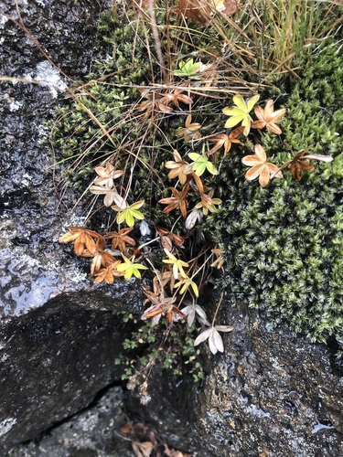 Alchemilla alpina (Alpine Lady's-mantle)