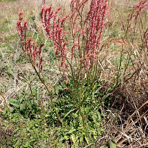 Rumex hastatulus (Hastate-leaved dock) (alternate view 5)