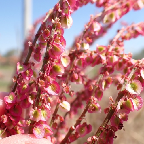 Rumex hastatulus (Hastate-leaved dock) (alternate view 6)