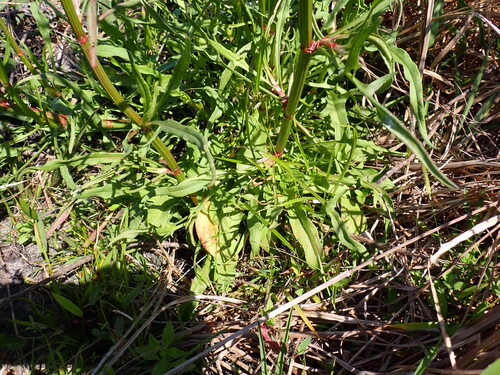 Rumex hastatulus (Hastate-leaved dock) (alternate view 7)