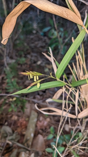 Arundinaria tecta (switch cane)
