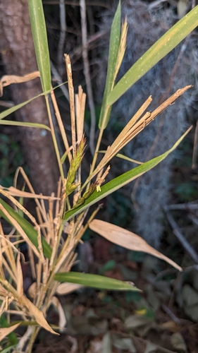 Arundinaria tecta (switch cane) (alternate view 2)