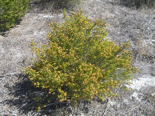 Aspalathus (Aspalathuses) (alternate view 5)