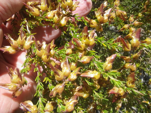 Aspalathus (Aspalathuses) (alternate view 6)