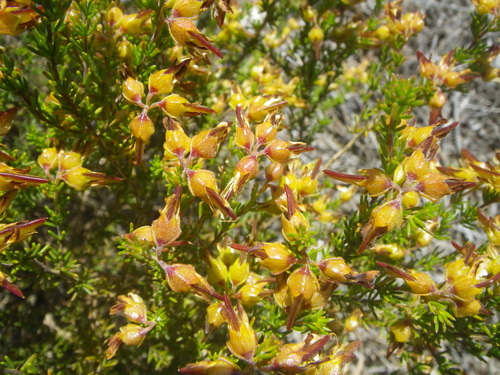 Aspalathus (Aspalathuses) (alternate view 7)