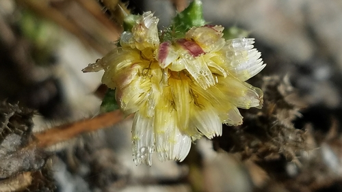 Helminthotheca echioides (bristly oxtongue)