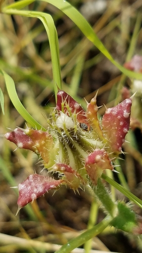 Helminthotheca echioides (bristly oxtongue)