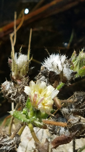 Helminthotheca echioides (bristly oxtongue)