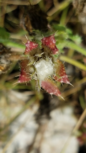 Helminthotheca echioides (bristly oxtongue)