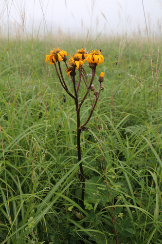 Ligularia dentata (ligularia) (alternate view 3)