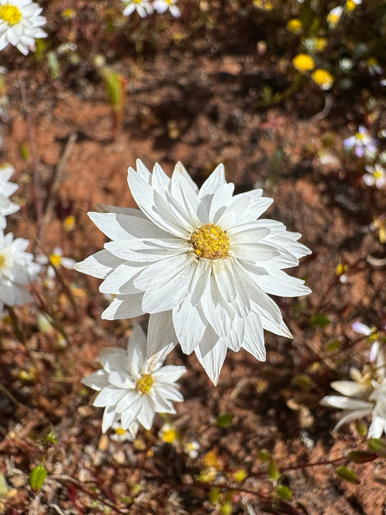 Rhodanthe chlorocephala, Pink paper daisy — upright deciduous (Asteraceae) (image 10 of 10)
