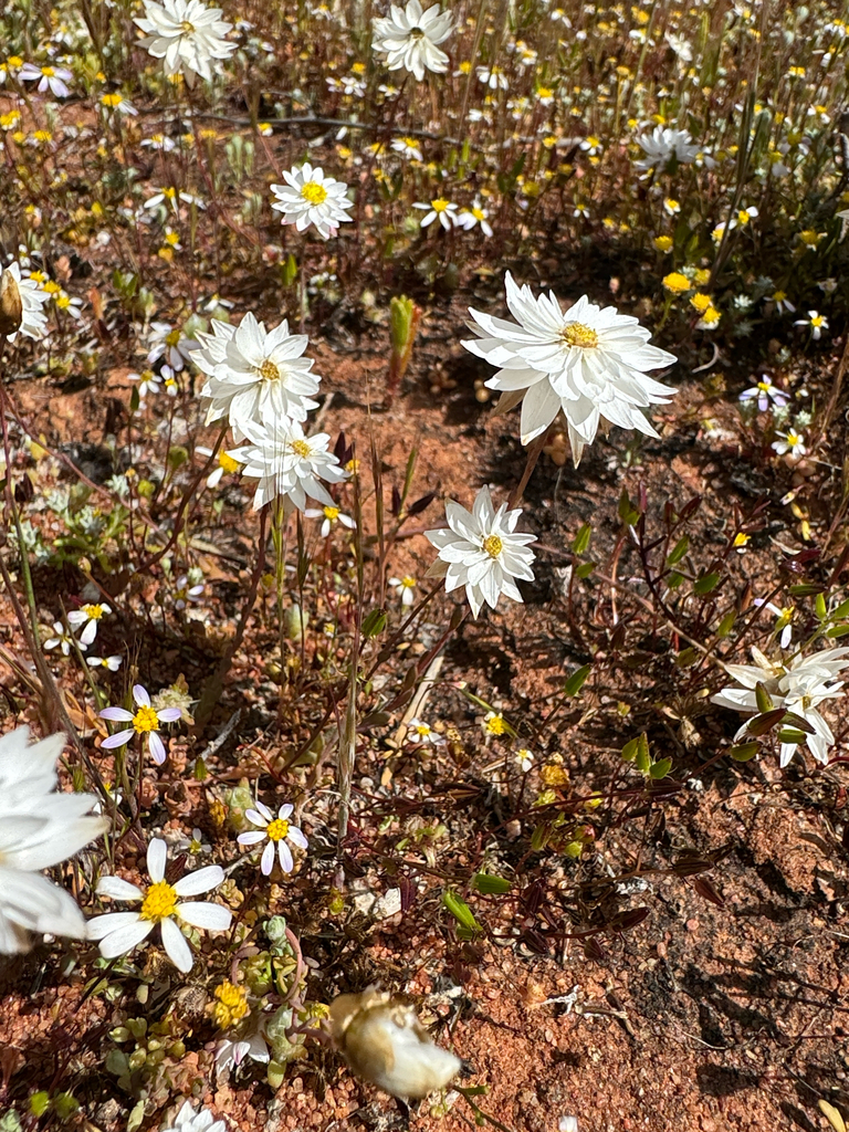 Rhodanthe chlorocephala, Pink paper daisy — upright deciduous (Asteraceae) (image 9 of 10)