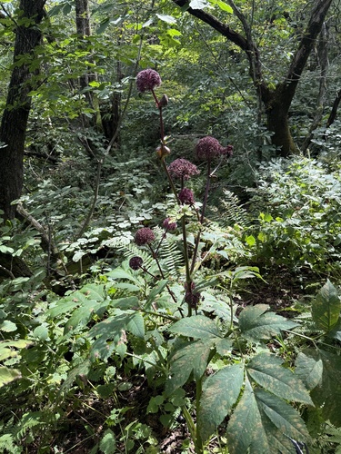 Angelica gigas (Korean Angelica) (alternate view 4)