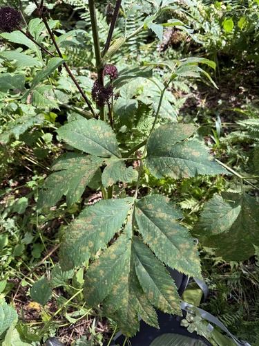 Angelica gigas (Korean Angelica) (alternate view 5)