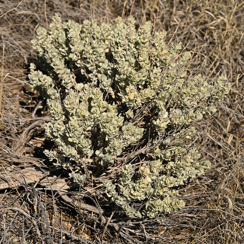 Atriplex confertifolia (Shadscale Saltbush)