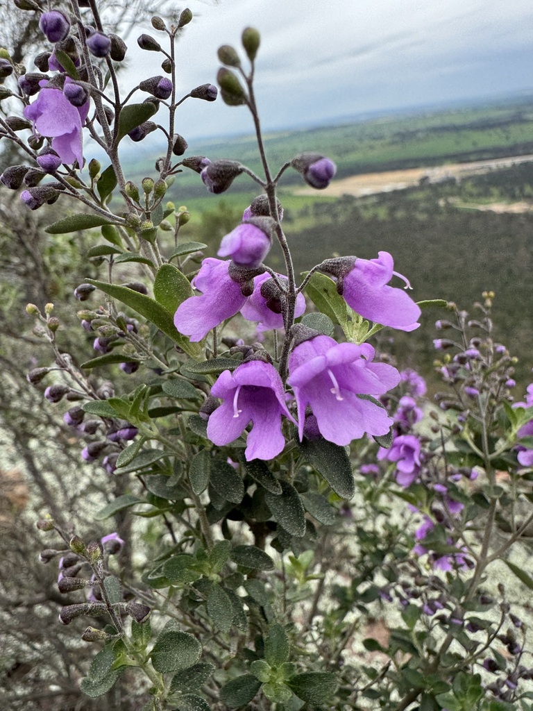 Prostanthera ovalifolia, Oval-leaf mint bush — upright evergreen (Lamiaceae) (image 4 of 10)