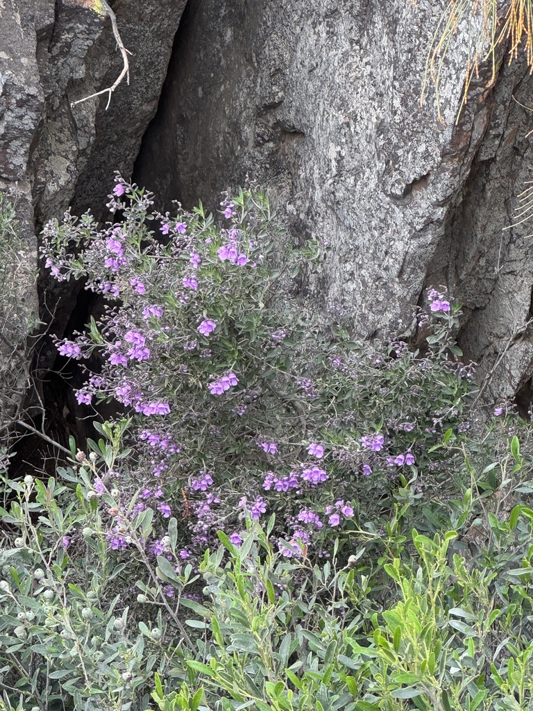 Prostanthera ovalifolia, Oval-leaf mint bush — upright evergreen (Lamiaceae) (image 5 of 10)