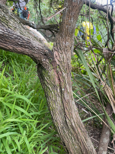 Leucopogon parviflorus (coastal beard-heath) (alternate view 6)