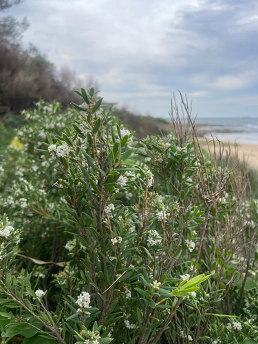 Leucopogon parviflorus (coastal beard-heath) (alternate view 7)