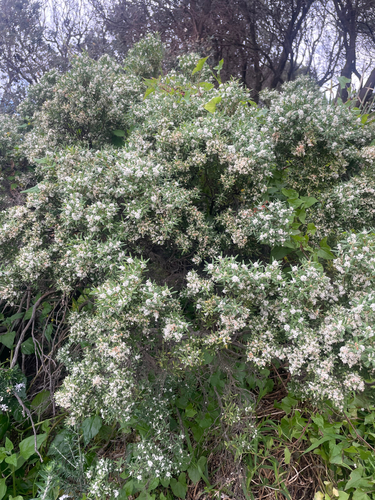 Leucopogon parviflorus (coastal beard-heath) (alternate view 5)