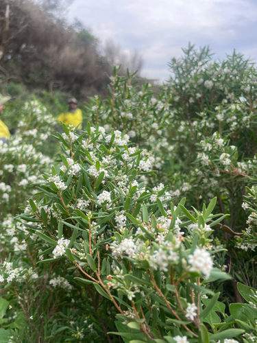Leucopogon parviflorus (coastal beard-heath) (alternate view 8)