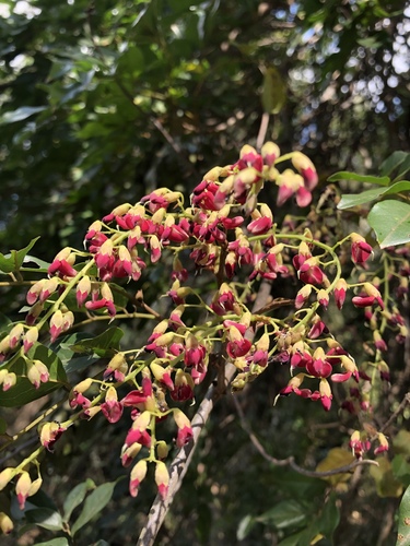 Austrosteenisia blackii (Blood Vine) (alternate view 5)