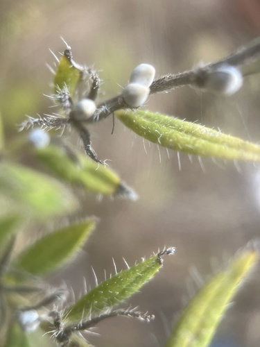 Lithospermum (stoneseeds, puccoons, and gromwells) (alternate view 4)