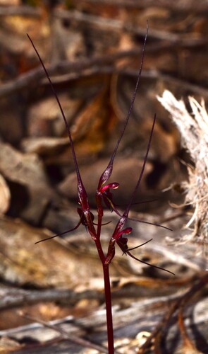 Acianthus caudatus (Mayfly orchid) (alternate view 2)