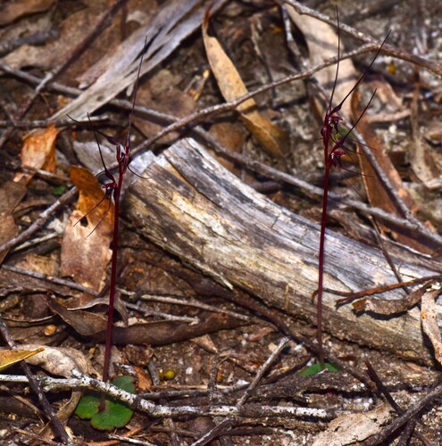 Acianthus caudatus (Mayfly orchid) (alternate view 4)