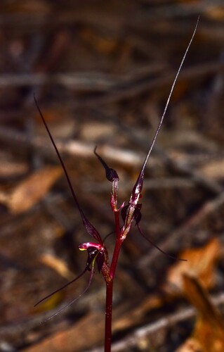 Acianthus caudatus (Mayfly orchid) (alternate view 3)