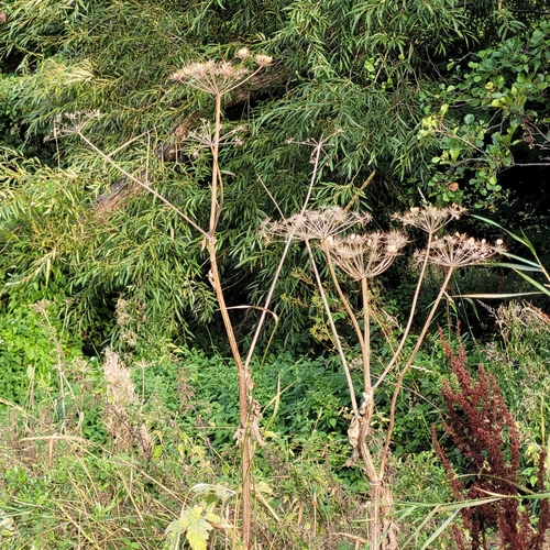 Heracleum sphondylium (hogweed)